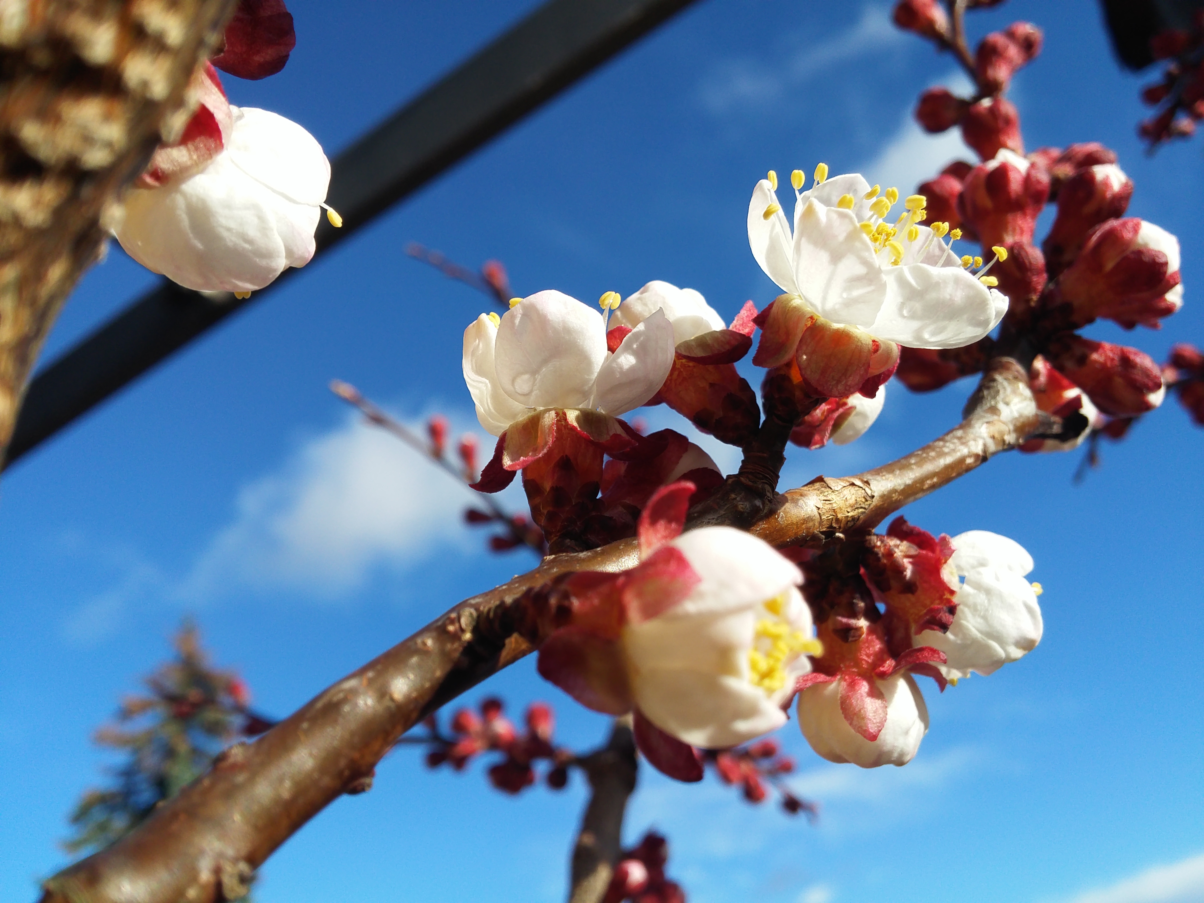 Blüten
